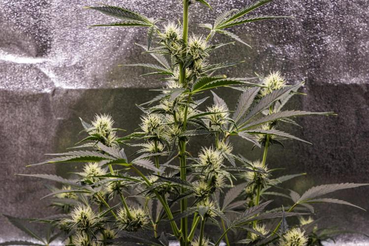 Sticky Queen - Farm #21. Week 5 - Sticky Queen - Day 35.