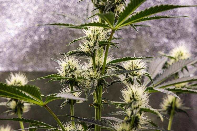 Sticky Queen - Farm #21. Week 5 - Sticky Queen - Day 35.