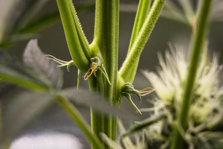 Sticky Queen - Farm #21. Week 5 - Sticky Queen - Day 35.