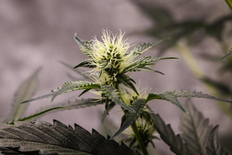 Sticky Queen - Farm #21. Week 5 - Sticky Queen - Day 35.