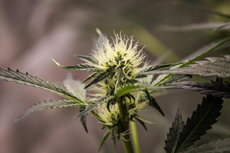 Sticky Queen - Farm #21. Week 5 - Sticky Queen - Day 35.