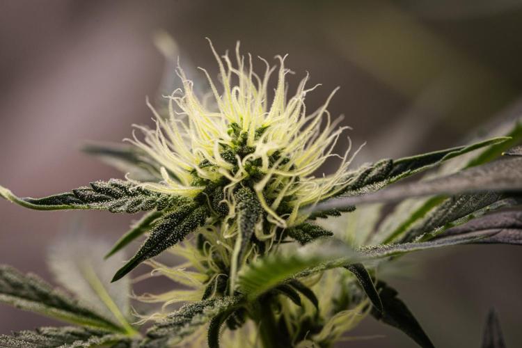 Sticky Queen - Farm #21. Week 5 - Sticky Queen - Day 35.