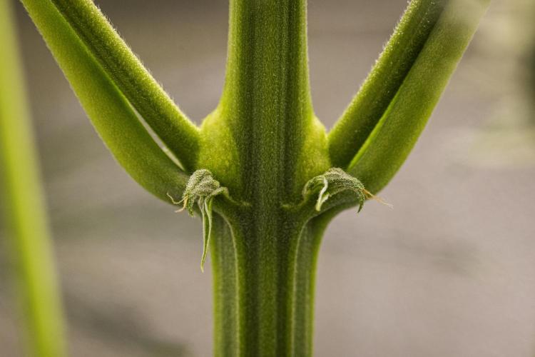 Sticky Queen - Farm #21. Week 5 - Sticky Queen - Day 35.