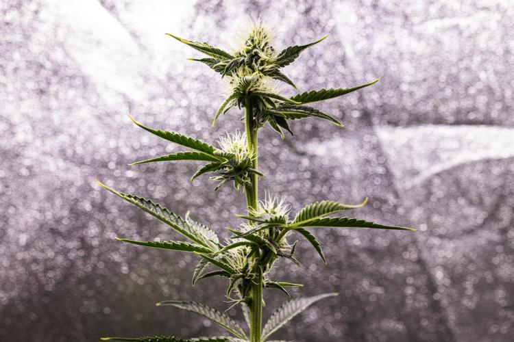 Sticky Queen - Farm #21. Week 5 - Sticky Queen - Day 35.