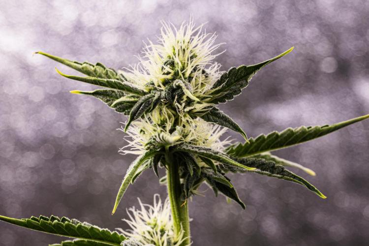 Sticky Queen - Farm #21. Week 5 - Sticky Queen - Day 35.