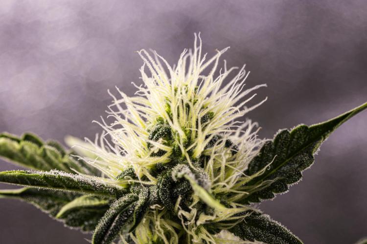 Sticky Queen - Farm #21. Week 5 - Sticky Queen - Day 35.