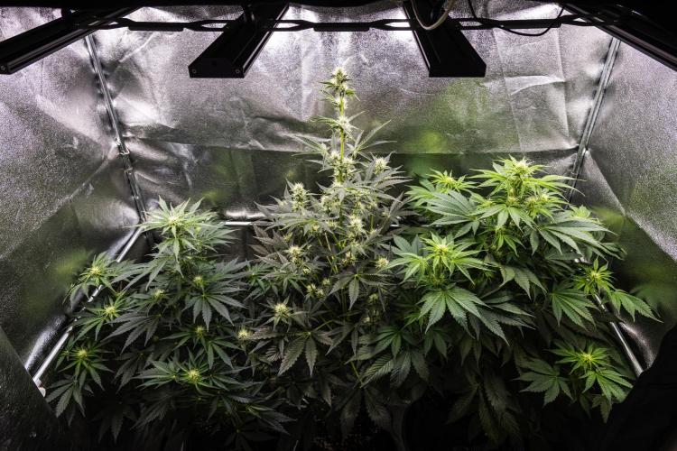 Royal Creamatic - Farm #21. Week 5 - Butterflies Little Farm - Week 5.