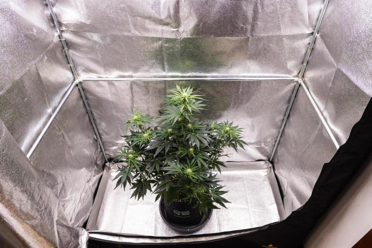 Royal Creamatic - Farm #21. Week 5 - Royal Creamatic - Day 35.