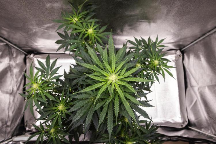 Royal Creamatic - Farm #21. Week 5 - Royal Creamatic - Day 35.