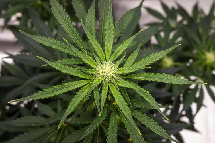 Royal Creamatic - Farm #21. Week 5 - Royal Creamatic - Day 35.