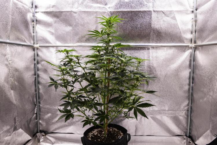 Royal Creamatic - Farm #21. Week 5 - Royal Creamatic - Day 35.