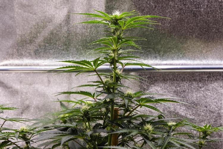 Royal Creamatic - Farm #21. Week 5 - Royal Creamatic - Day 35.