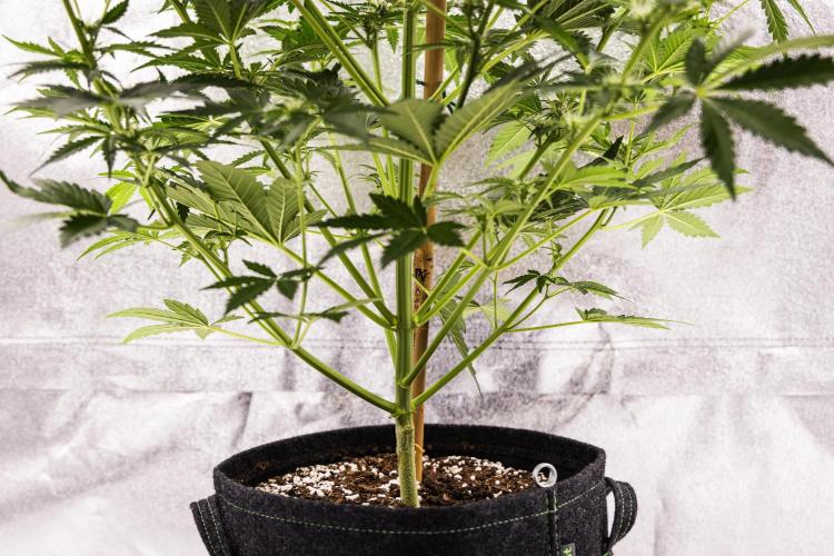 Royal Creamatic - Farm #21. Week 5 - Royal Creamatic - Day 35.