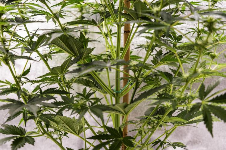 Royal Creamatic - Farm #21. Week 5 - Royal Creamatic - Day 35.