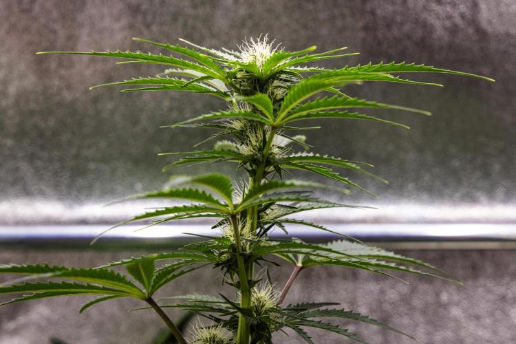 Royal Creamatic - Farm #21. Week 5 - Royal Creamatic - Day 35.