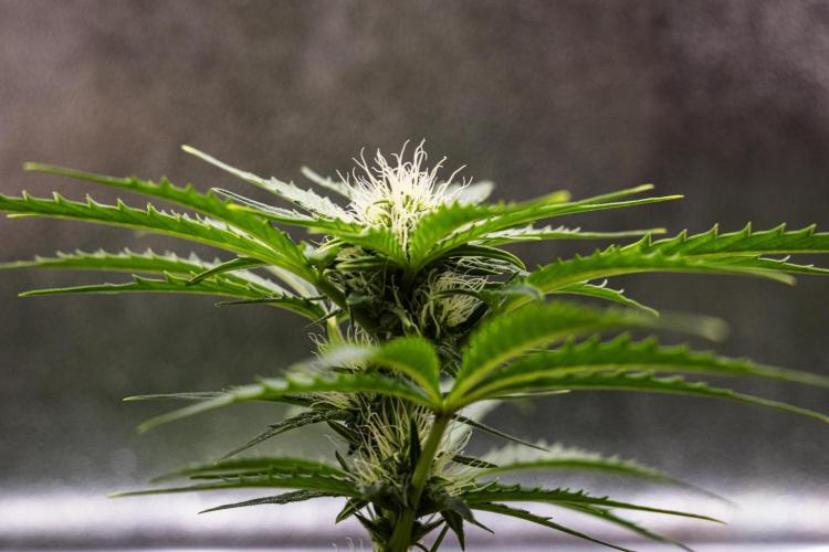 Royal Creamatic - Farm #21. Week 5 - Royal Creamatic - Day 35.