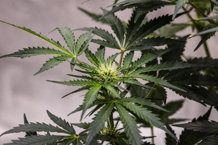 Royal Creamatic - Farm #21. Week 5 - Royal Creamatic - Day 35.