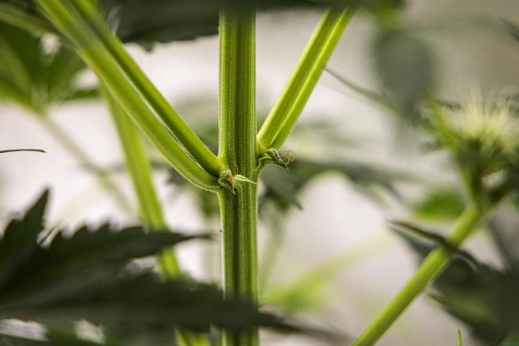 Royal Creamatic - Farm #21. Week 5 - Royal Creamatic - Day 35.