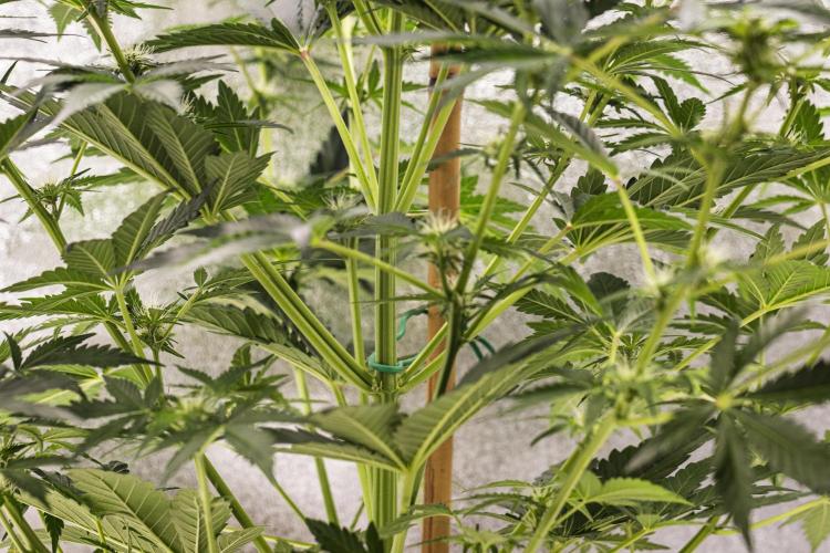 Royal Creamatic - Farm #21. Week 5 - Royal Creamatic - Day 35.