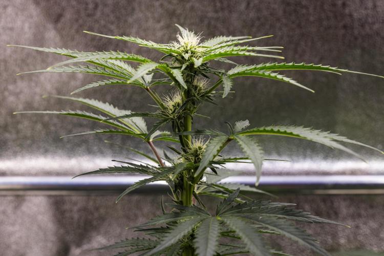 Royal Creamatic - Farm #21. Week 5 - Royal Creamatic - Day 35.