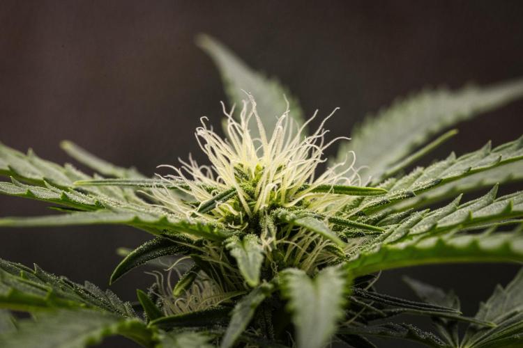 Royal Creamatic - Farm #21. Week 5 - Royal Creamatic - Day 35.