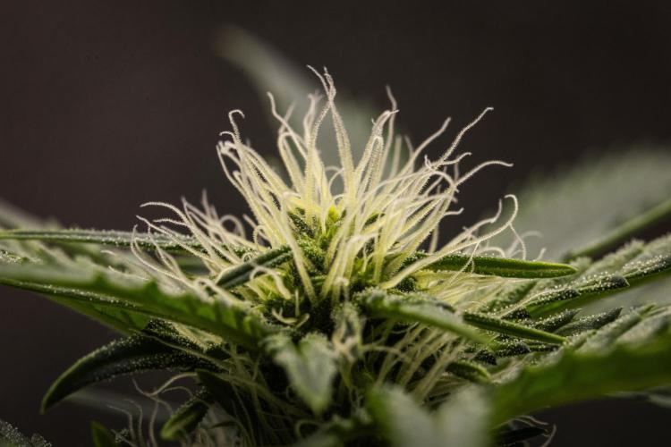 Royal Creamatic - Farm #21. Week 5 - Royal Creamatic - Day 35.