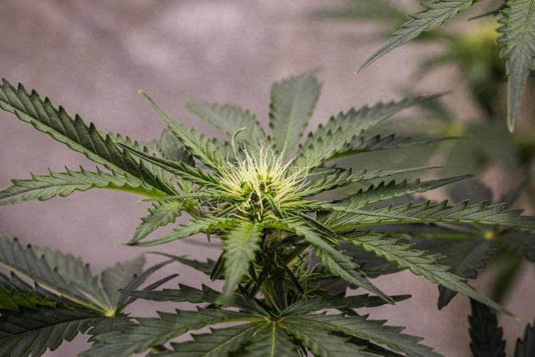 Royal Creamatic - Farm #21. Week 5 - Royal Creamatic - Day 35.