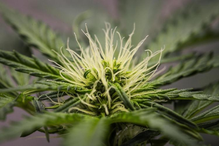 Royal Creamatic - Farm #21. Week 5 - Royal Creamatic - Day 35.