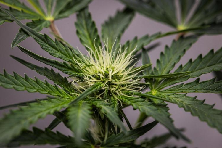 Royal Creamatic - Farm #21. Week 5 - Royal Creamatic - Day 35.