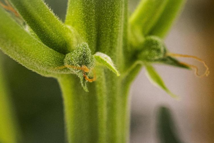 Royal Creamatic - Farm #21. Week 5 - Royal Creamatic - Day 35.