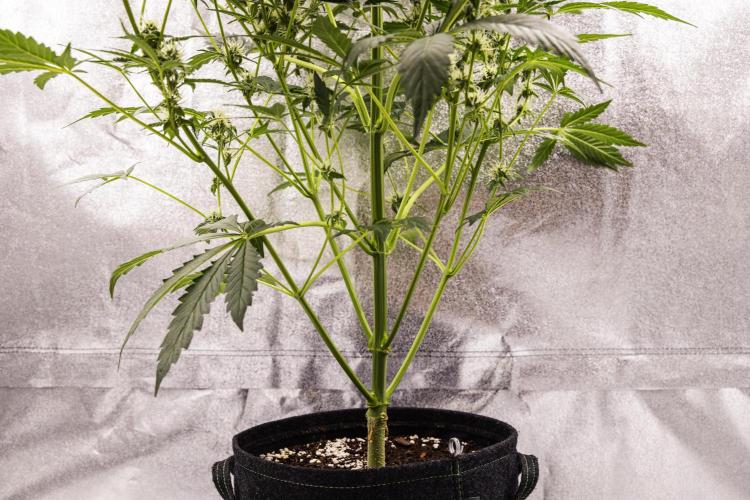 Sticky Queen - Farm #21. Week 6 - Sticky Queen - Day 42.