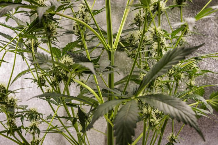 Sticky Queen - Farm #21. Week 6 - Sticky Queen - Day 42.