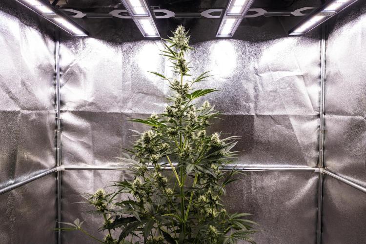 Sticky Queen - Farm #21. Week 6 - Sticky Queen - Day 42.