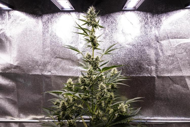 Sticky Queen - Farm #21. Week 6 - Sticky Queen - Day 42.