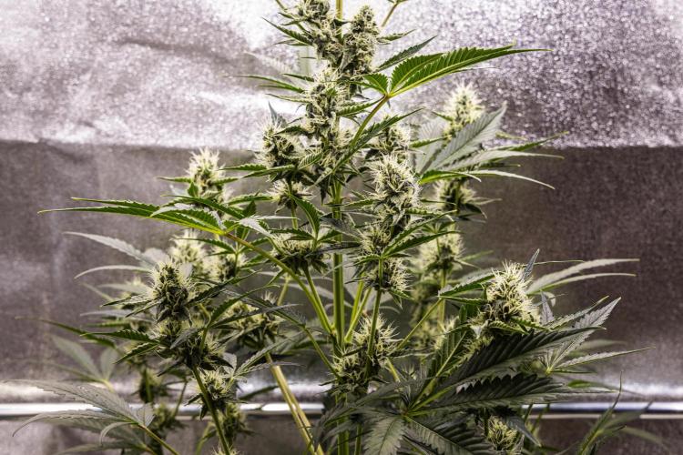 Sticky Queen - Farm #21. Week 6 - Sticky Queen - Day 42.