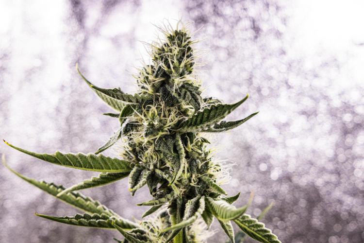 Sticky Queen - Farm #21. Week 6 - Sticky Queen - Day 42.