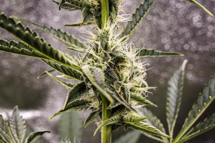 Sticky Queen - Farm #21. Week 6 - Sticky Queen - Day 42.