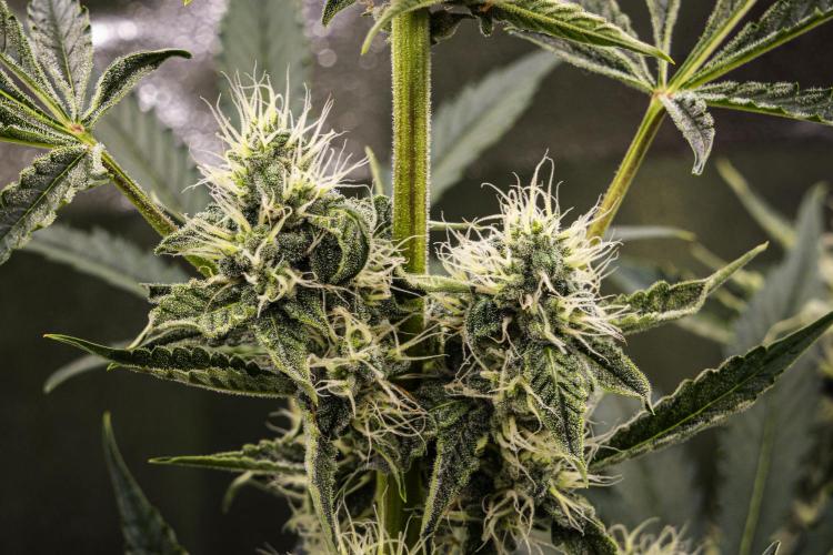 Sticky Queen - Farm #21. Week 6 - Sticky Queen - Day 42.