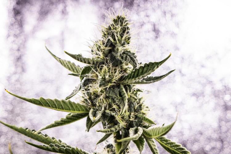 Sticky Queen - Farm #21. Week 6 - Sticky Queen - Day 42.