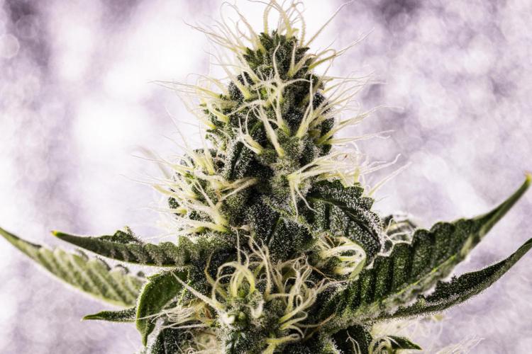 Sticky Queen - Farm #21. Week 6 - Sticky Queen - Day 42.