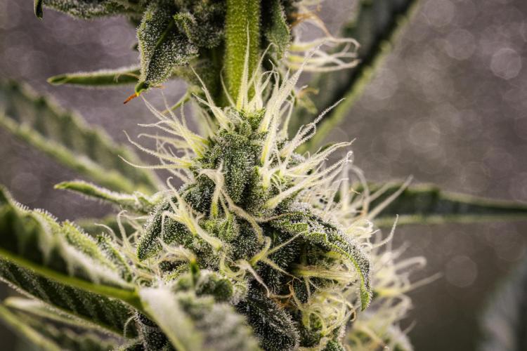 Sticky Queen - Farm #21. Week 6 - Sticky Queen - Day 42.