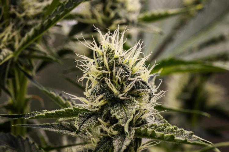 Sticky Queen - Farm #21. Week 6 - Sticky Queen - Day 42.