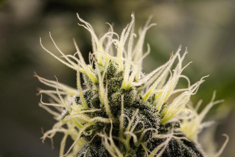 Sticky Queen - Farm #21. Week 6 - Sticky Queen - Day 42.