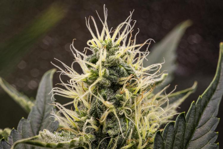 Sticky Queen - Farm #21. Week 6 - Sticky Queen - Day 42.