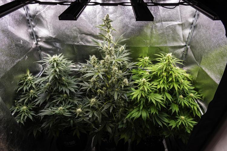 Tropicana Cookies Purple - Farm #21. Week 6 - Butterflies Little Farm - Week 6.