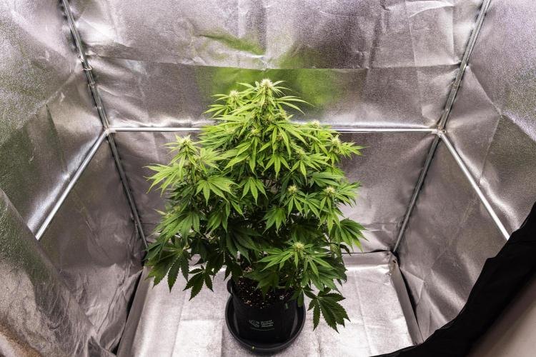 Tropicana Cookies Purple - Farm #21. Week 6 - Tropicana Cookies - Day 42.