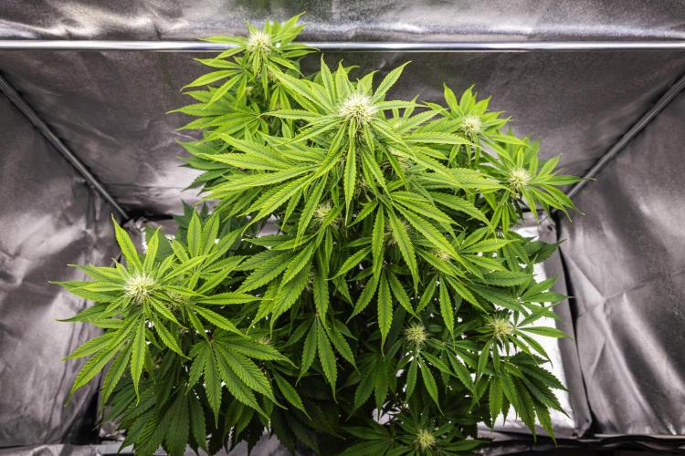 Tropicana Cookies Purple - Farm #21. Week 6 - Tropicana Cookies - Day 42.