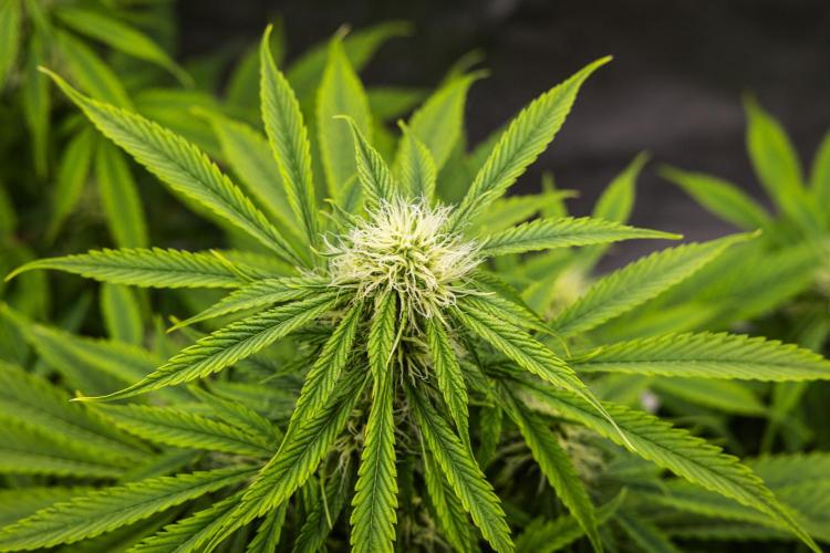 Tropicana Cookies Purple - Farm #21. Week 6 - Tropicana Cookies - Day 42.