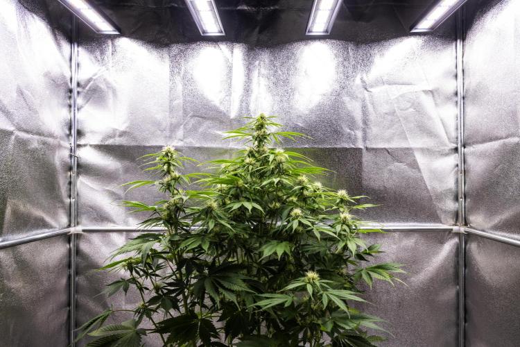 Tropicana Cookies Purple - Farm #21. Week 6 - Tropicana Cookies - Day 42.