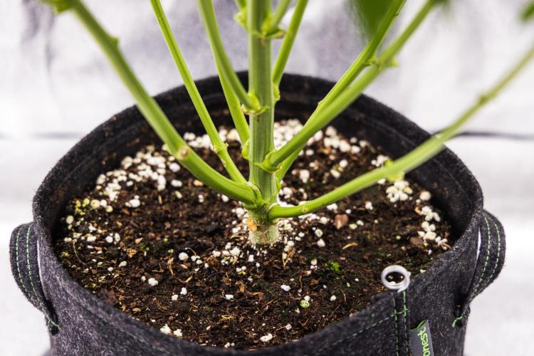 Tropicana Cookies Purple - Farm #21. Week 6 - Tropicana Cookies - Day 42.